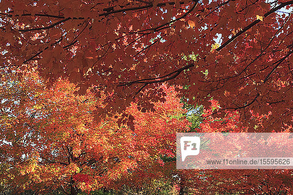 Herbstlaub in Needham  Massachusetts  USA