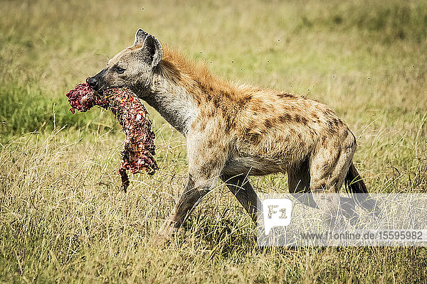 Tüpfelhyäne (Crocuta crocuta) trägt blutige Knochen über das Gras  Grumeti Serengeti Tented Camp  Serengeti National Park; Tansania