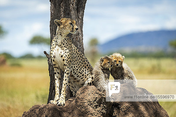 Gepard (Acinonyx jubatus) sitzt mit seinen Jungen auf einem Termitenhügel  Grumeti Serengeti Tented Camp  Serengeti National Park; Tansania