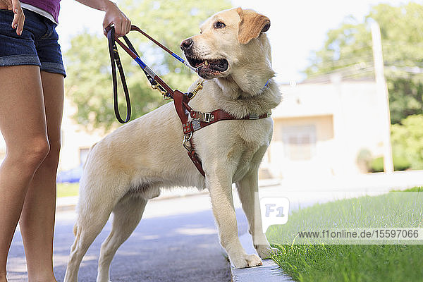 Diensthund hilft einer Frau mit Sehbehinderung an einem Bordstein