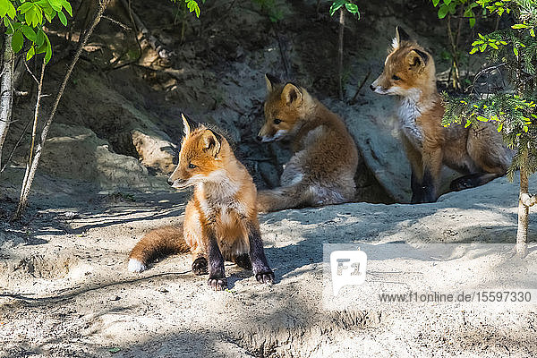 Three Red fox (Vulpes vulpes) kits at their den burrow near Fairbanks; Alaska  United States of America