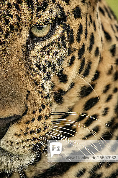 Extreme Nahaufnahme eines männlichen Leoparden (Panthera pardus)  der in die Kamera starrt. Er hat ein braunes  geflecktes Fell  Schnurrhaare und ein grünes Auge  Cottar's 1920s Safari Camp  Maasai Mara National Reserve; Kenia