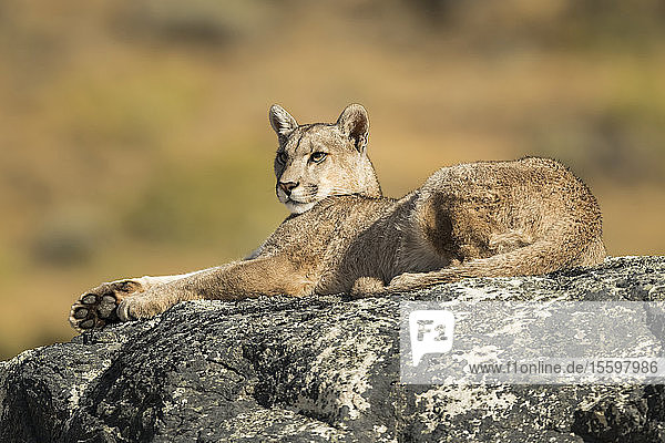 Puma lying on a rock in Southern Chile; Chile