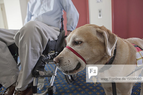 Diensthund und ein Mann im Rollstuhl mit einer Rückenmarksverletzung verlassen den Aufzug