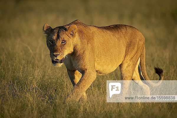 Löwin (Panthera leo) spaziert durch hohes Gras und beobachtet die Kamera  Grumeti Serengeti Tented Camp  Serengeti National Park; Tansania