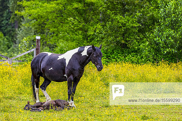 Auf einer Weide stehendes Pferd mit einem zu seinen Füßen liegenden Fohlen; Kanada