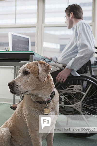 Mann im Rollstuhl mit einer Rückenmarksverletzung arbeitet am Schreibtisch in einem Heimbüro mit einem Diensthund