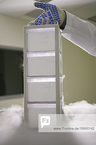 Wissenschaftlerin bei der Entnahme von Gewebeproben aus einem Lagertank mit flüssigem Stickstoff