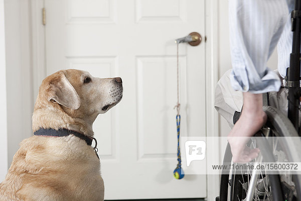Diensthund mit einem Mann im Rollstuhl an einer Tür  der an einer Rückenmarksverletzung leidet