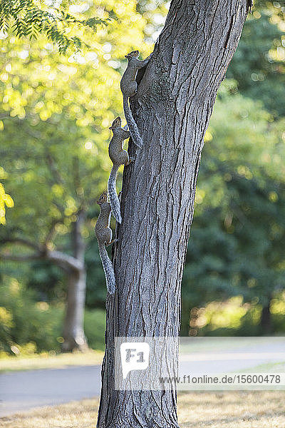 Drei Eichhörnchen  die einen Baum hochlaufen  Boston Common  Boston  Massachusetts  USA