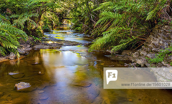 Ruhiger Fluss  Blue Mountains; New South Wales  Australien