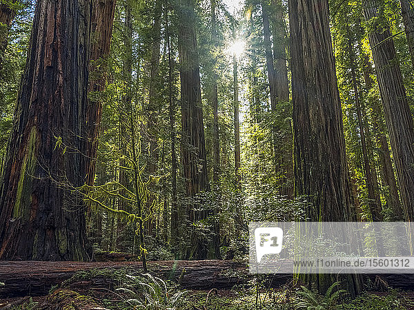 Ich stehe in den Redwood-Wäldern von Nordkalifornien. Die Bäume sind massiv und ragen in den Himmel; Kalifornien  Vereinigte Staaten von Amerika