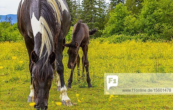 Pferd und Fohlen stehen zusammen auf einer Weide; Saskatchewan  Kanada