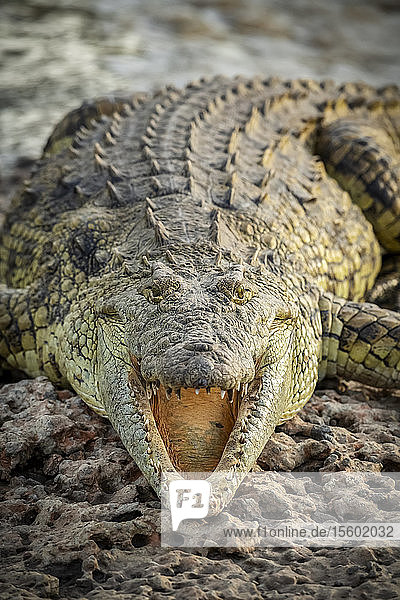 Nahaufnahme eines Nilkrokodils (Crocodylus niloticus) mit geöffnetem Maul  Grumeti Serengeti Tented Camp  Serengeti National Park; Tansania