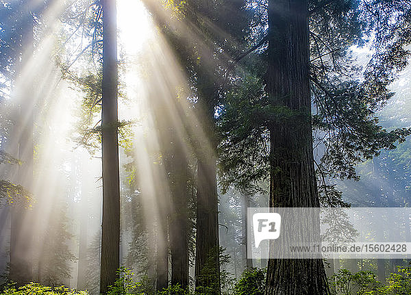 Sonnenstrahlen durch die neblige Luft in einem Wald; Kalifornien  Vereinigte Staaten von Amerika