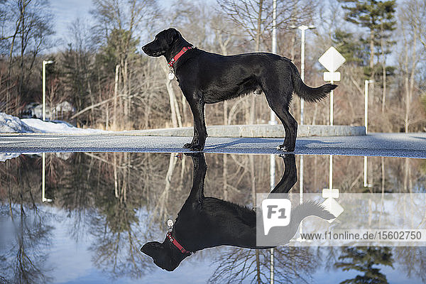 Black Labrador with reflection