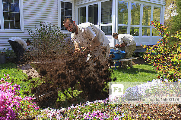 Landschaftsgärtner bringen Mulch aus Schubkarren in einen heimischen Blumengarten ein