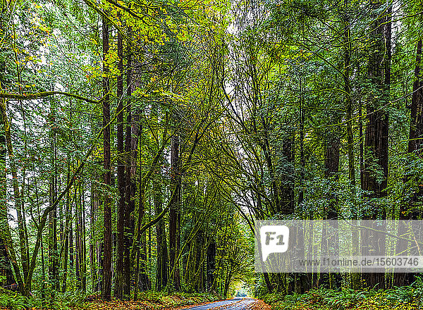 Straße durch die California Redwoods; Kalifornien  Vereinigte Staaten von Amerika