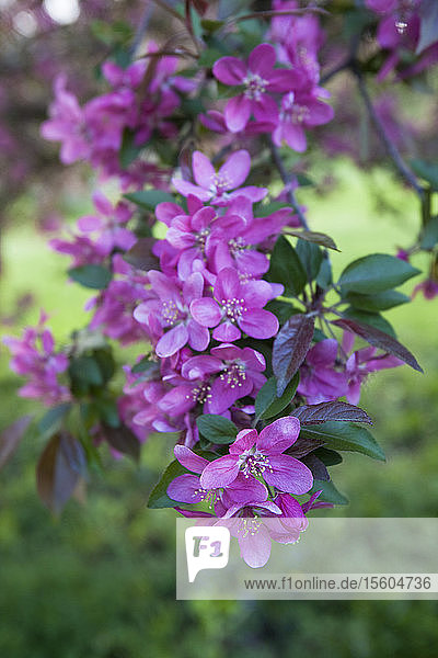 Kirschblüten im Arnold Arboretum  Jamaica Plain  Boston  Massachusetts  USA