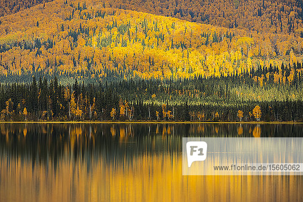 Herbstfarben spiegeln sich im Birch Lake entlang des Richardson Highway; Alaska  Vereinigte Staaten von Amerika