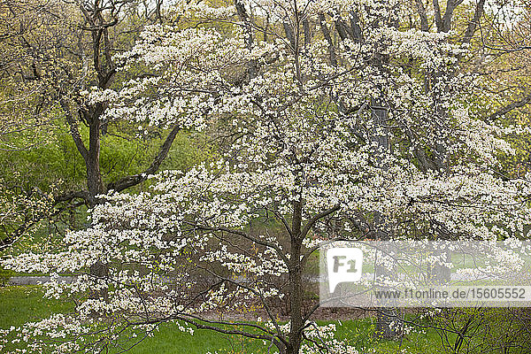 Blühender Hartriegelbaum im Arnold Arboretum  Jamaica Plain  Boston  Massachusetts  USA