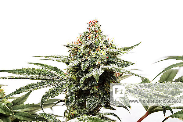 Cannabispflanze im späten Blühstadium; Cave Junction  Oregon  Vereinigte Staaten von Amerika