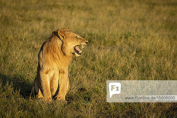Männlicher Löwe (Panthera leo) zeigt Flehmen-Reaktion im Gras sitzend  Grumeti Serengeti Tented Camp  Serengeti National Park; Tansania
