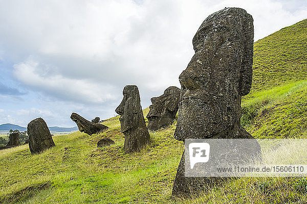 Ein schwacher Pfad führt uns zwischen mehreren Moai-Köpfen hindurch  die aus einem grasbewachsenen Hang herausragen  Rano ranaku; Osterinsel  Chile