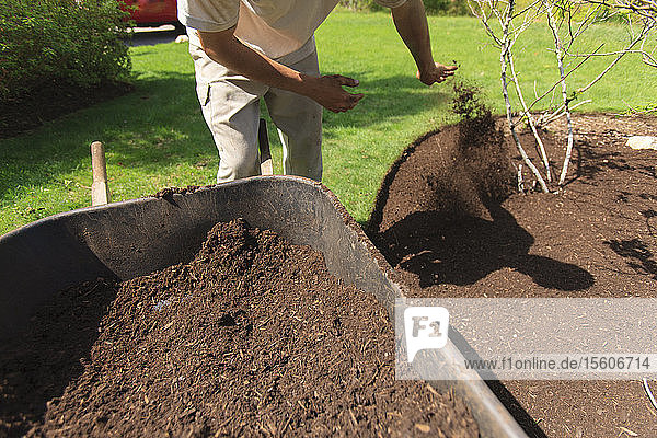 Landschaftsgärtner  der einen Garten mit einer Schubkarre mulcht