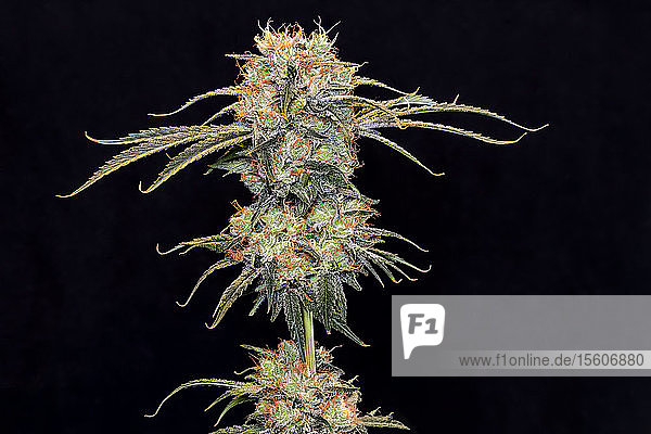 Cannabispflanze im späten Blühstadium auf schwarzem Hintergrund