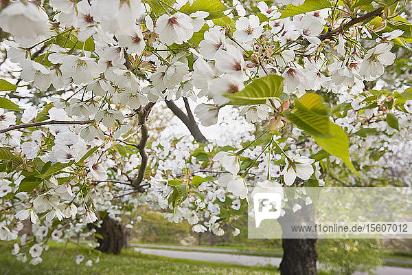 Kirschblüte im Arnold Arboretum  Jamaica Plain  Boston  Massachusetts  USA