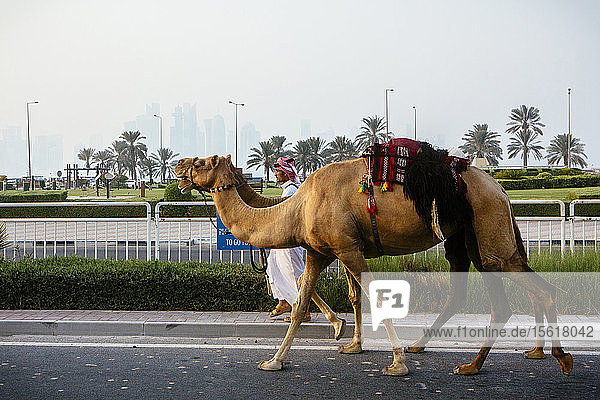 Seitenansicht eines arabischen Mannes mit zwei Kamelen  der eine Straße entlangläuft  Doha  Katar