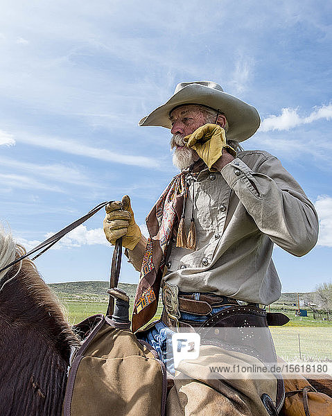 Old cowboy on cattle drive through Maybell  Colorado  USA