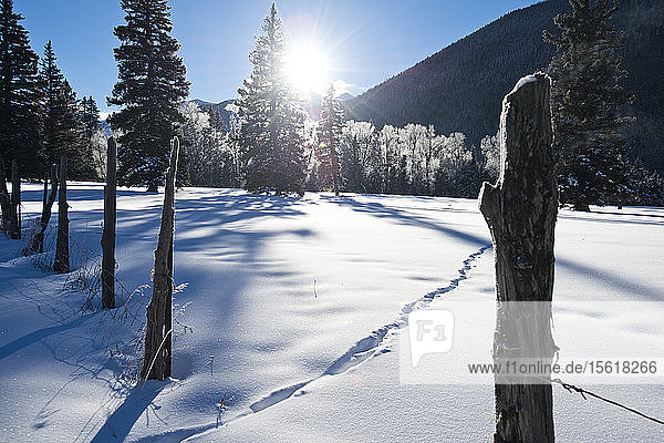 Morning sun shines on a snow covered field in Telluride  Colorado.