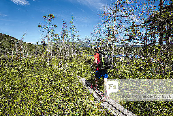 Man Walking On Boardwalk With His Dog While Hiking In White Mountains