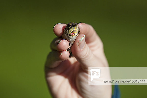 Ehrenamtliche Wissenschaftler und Naturschützer überwachen im Rahmen des Kolibri-Beobachtungsnetzes wandernde Rufous Hummingbirds (Selasphorus rufus). Die Vögel werden in einer Beringungsstation im Widgeon Marsh Park Reserve  British Columbia  gealtert  geschlechtsbestimmt  gewogen und mit Markierungen versehen