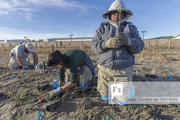 three AmeriCorps volunteers planting native wetlands species in the restored Hamilton Field Tidal Marsh  Novato  California  USA