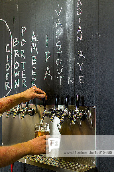 Ein Mann füllt ein Glas Bier in einer Brauerei in Enumclaw  Washington  USA  ab.