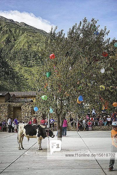 Kühe unter dem geschmückten Baum mit Luftballons für Festival in Ollantaytambo  Cusco  Peru gebunden