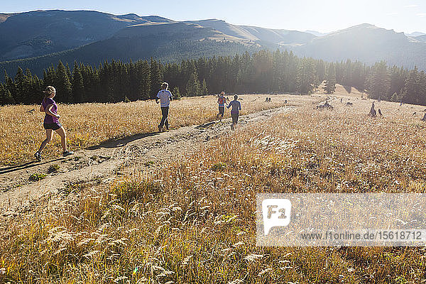 Friends run together through a meadow on a track towards Elk Ridge  White River National Forest  Colorado.