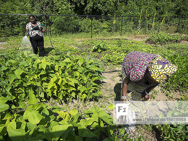 Frauen beim Gießen von Pflanzen im Manton Bend Community Garden in Providence  Rhode Island.