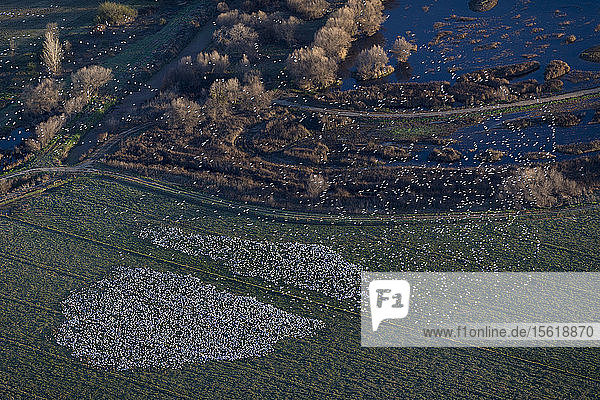 Ross's Geese and Snow Geese  Near Modesto  California. The central valley of California is used as a wintering area for many migratory birds.