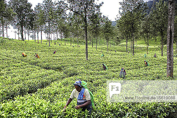 Women picking tea at a plantation near Nuwara Eliya  Sri Lanka