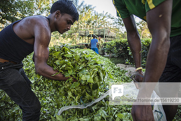 Verladung von frisch gepflückten Teeblättern auf einen LKW zur Weiterverarbeitung in Assam