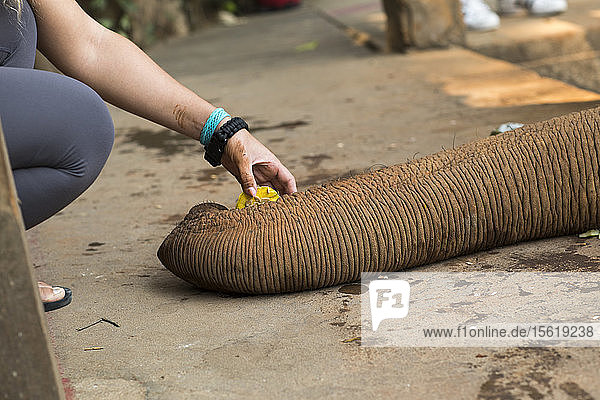 Der Rüssel eines Elefanten greift nach der Frucht in der Hand einer Frau im Park. Alle Besucher haben die Möglichkeit  die Elefanten zu füttern.
