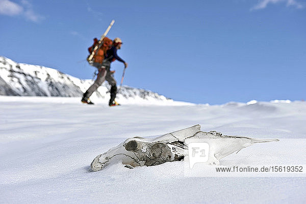 Skiers haul a cache to Camp One on the Sheep Glacier in preparation for a ski ascents of Mount Sanford in the Wrangell-St. Elias National Park outside of Glennallen  Alaska June 2011. Mount Sanford at 16 237 feet is the sixth tallest mountain in the United States. (Model Release: Patrick Gilroy)