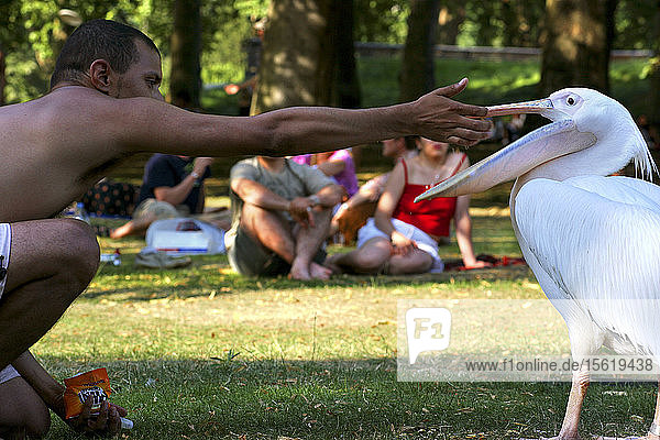 Side view of shirtless man feeding pelican London England UK