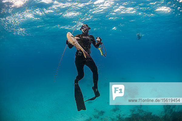 Diver surfacing with caught mutton snapper (Lutjanus analis) while spearfishing in ocean  Clarence Town  Long Island  Bahamas