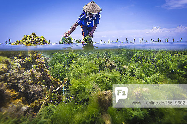 Seaweed farm. Sumbawa. Indonesia.