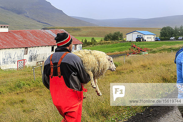 Icelandic man carries a sheep during the annual autumn sheep roundup in Vatnsdalur  Iceland. Every year in September  over 10 000 Icelandic sheep are herded back home after grazing freely throughout the mountains and valleys all summer. This sheep roundup  called Rettir  is one of Iceland's oldest cultural traditions.
